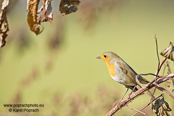 Erithacus rubecula, Červenka obecná
