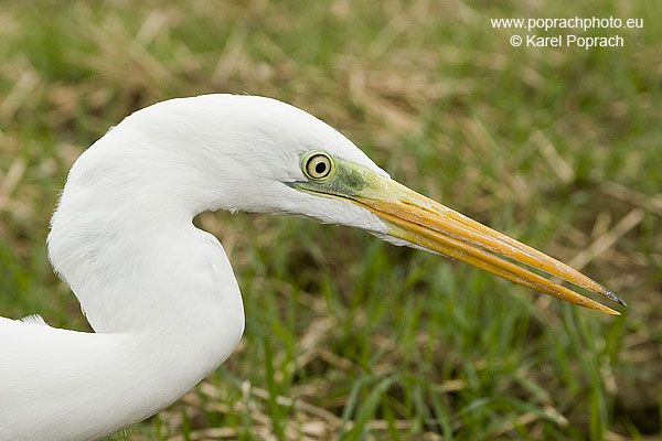 Egretta alba, Volavka bílá