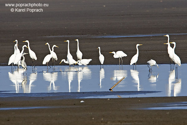 Egretta alba, Volavka bílá