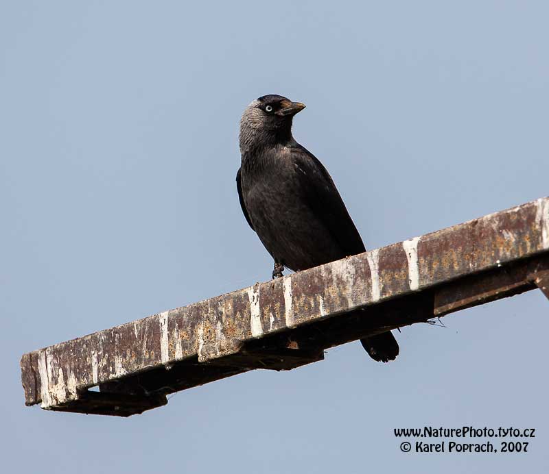Corvus monedula, Kavka obecná