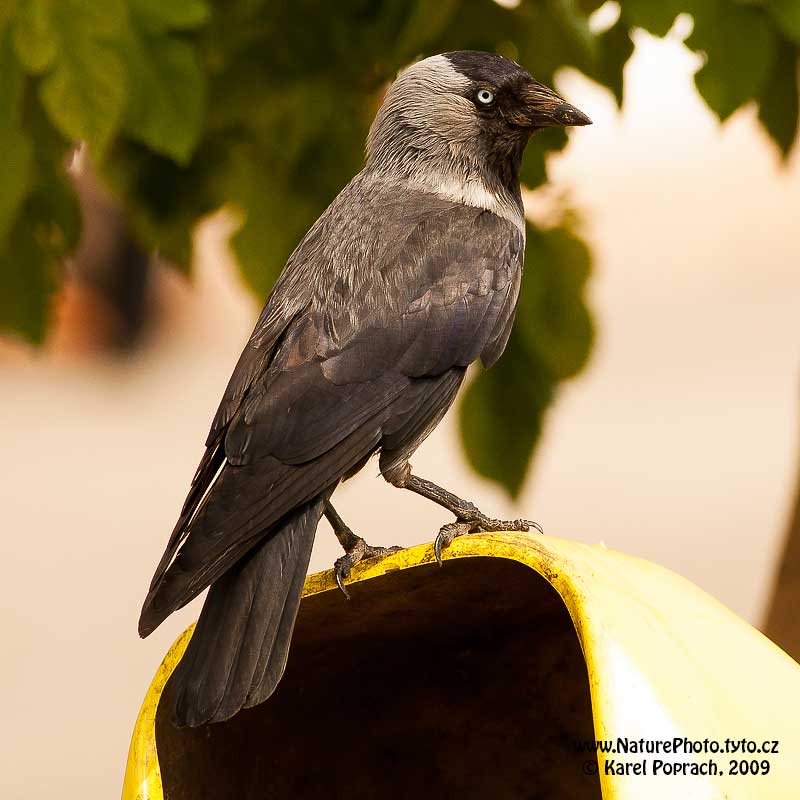 Corvus monedula, Kavka obecná