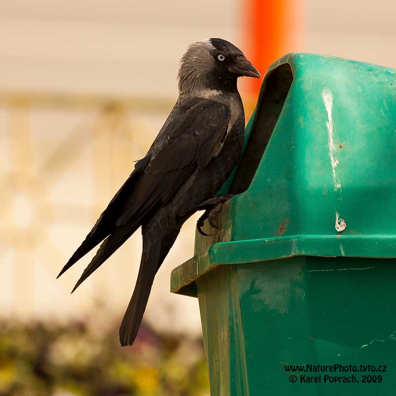 Corvus monedula, Kavka obecná