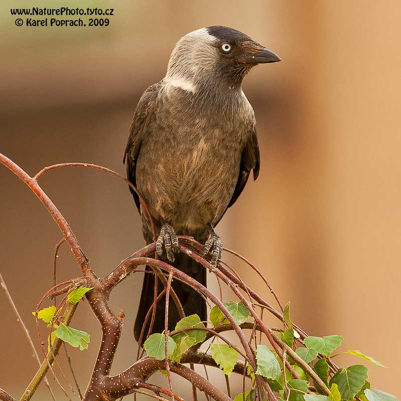 Corvus monedula, Kavka obecná