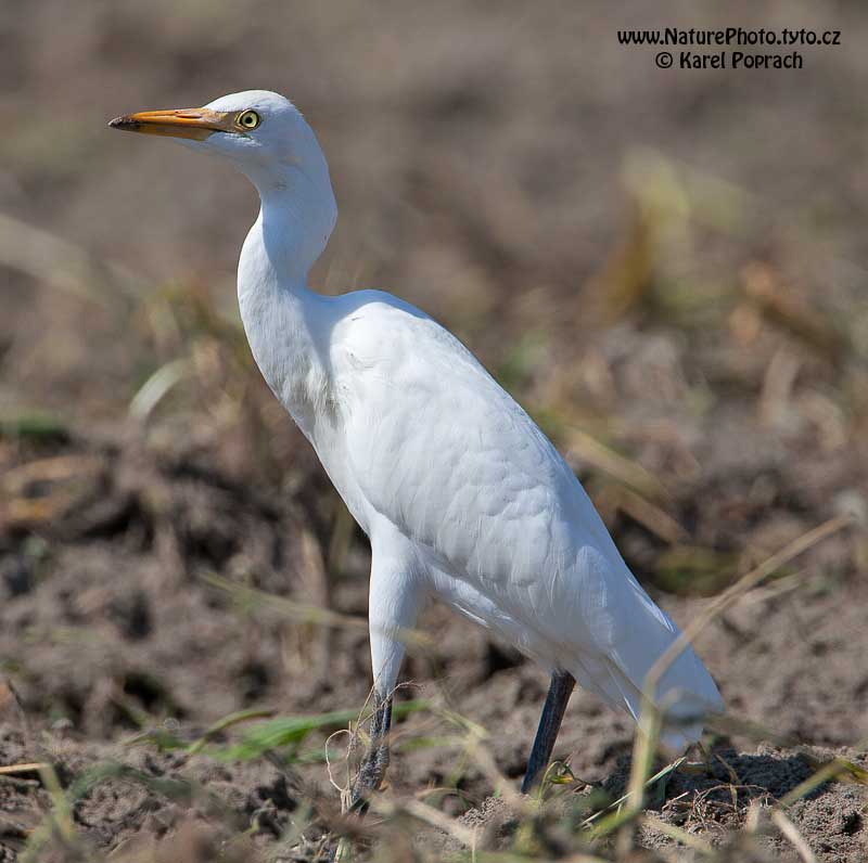 Bubulcus ibis, Volavka rusohlavá
