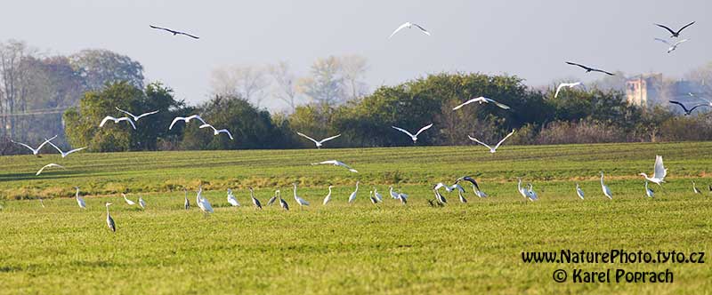 Egretta alba, Volavka bílá