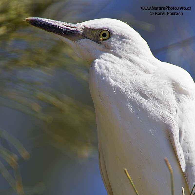 Bubulcus ibis, Volavka rusohlavá