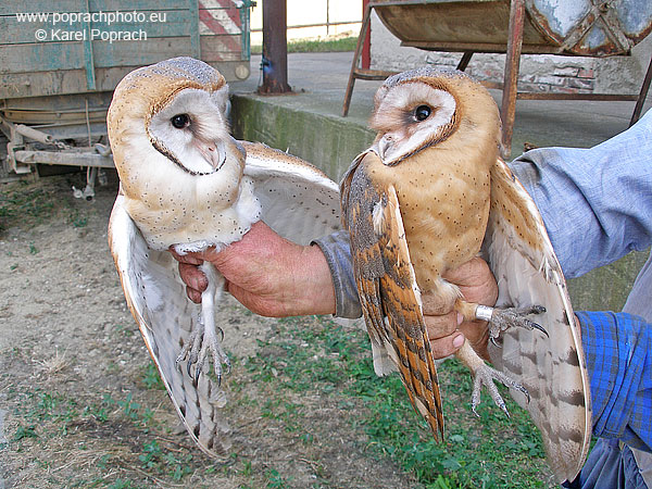 Tyto alba, Sova pálená