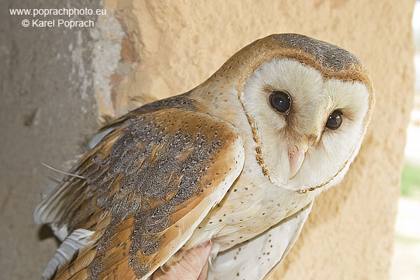 Tyto alba, Sova pálená