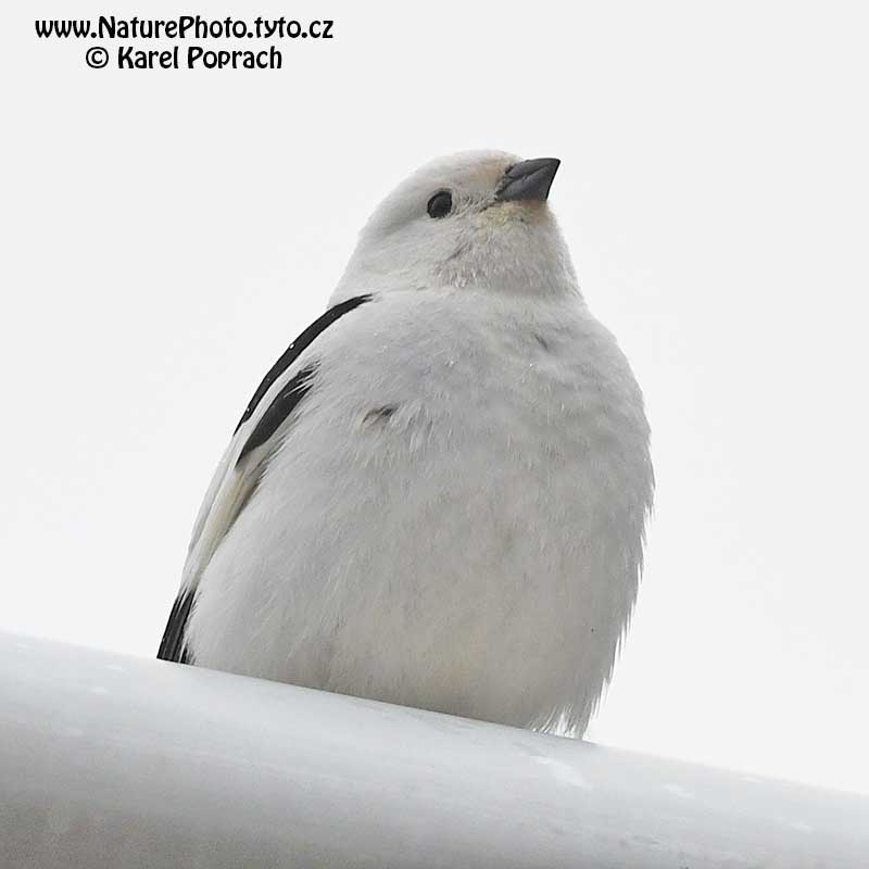 Plectrophenax nivalis, Sněhule severní